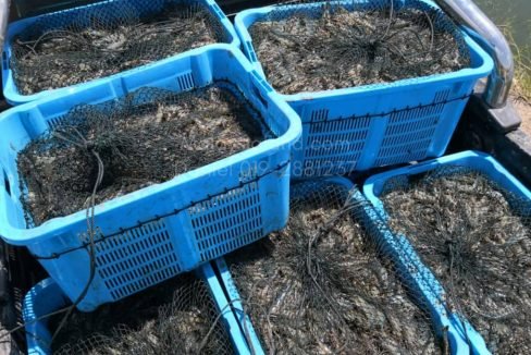 Buckets of Prawn - Edited