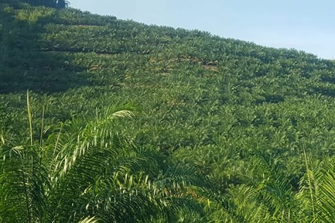 Cameron---Gua-Musang-500-a-1