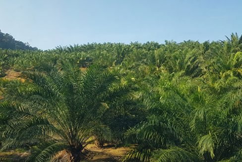 Cameron---Gua-Musang-500-a-2