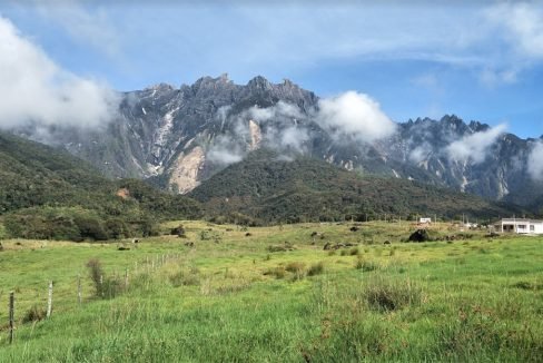 Kundasang cattle farm2