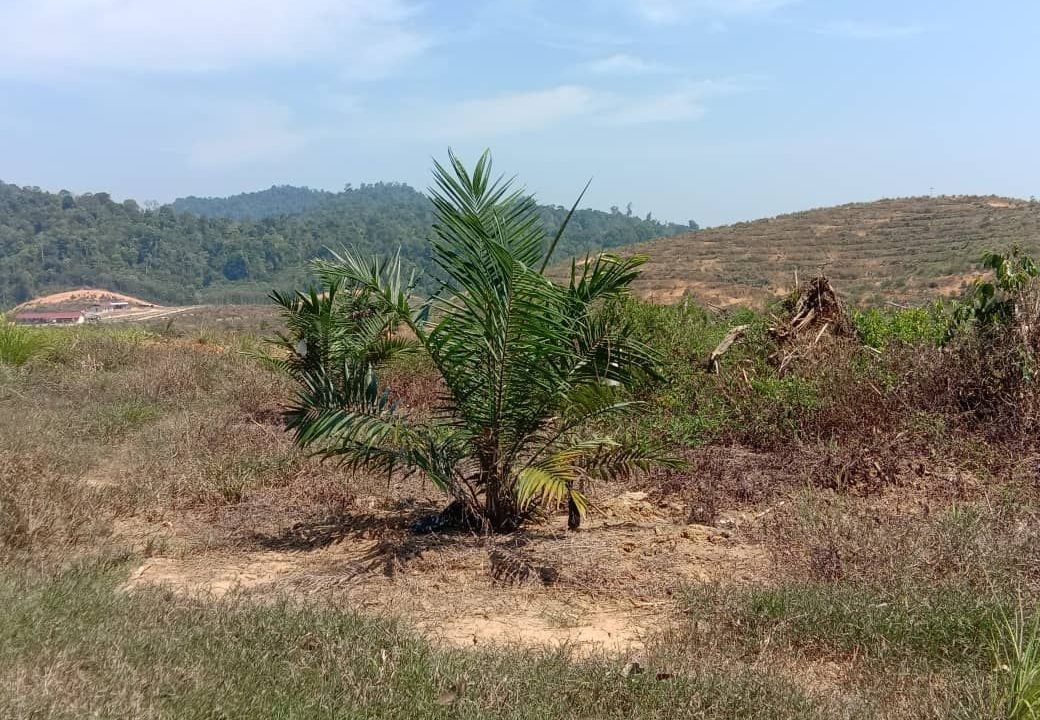 Lenggong 5,000 acres oil palm 13