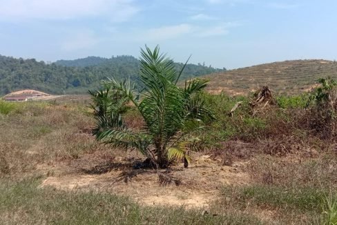 Lenggong 5,000 acres oil palm 13
