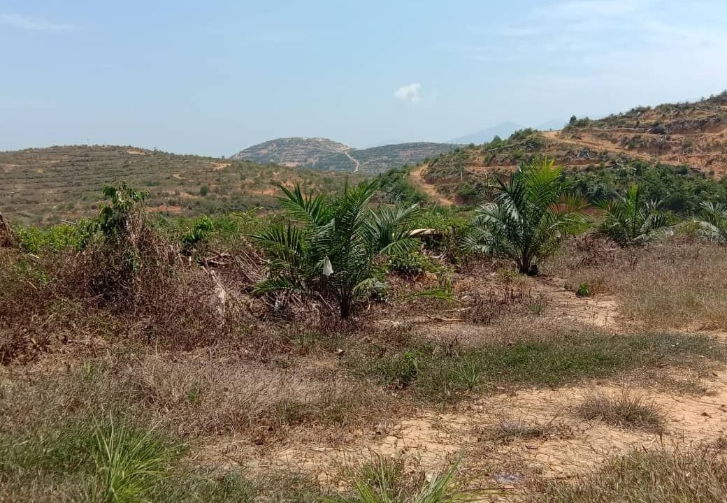 Lenggong 5,000 acres oil palm5