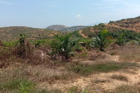 Lenggong 5,000 acres oil palm5