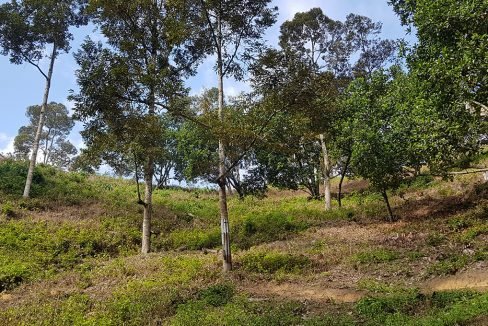 Sg Tekali 27 acres durian chempedak farm