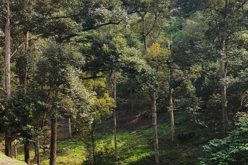 Sg Tekali 27 acres durian trees