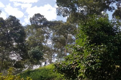 Sg Tekali 27 acres durian view towards top of hill