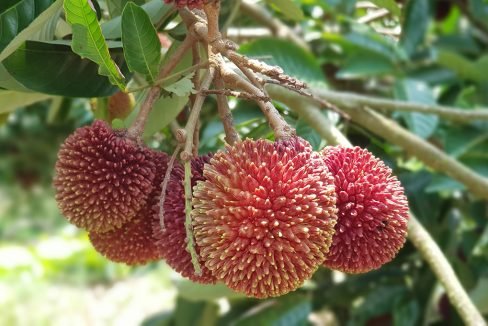 Bentong 25 acres mixed orchard-healthy pulasan fruits
