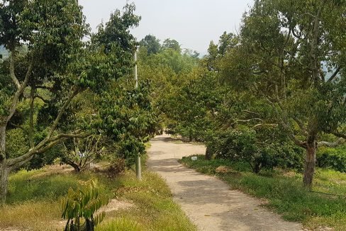 Bentong 25 acres mixed orchard-ridge