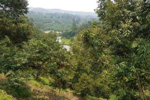 Bentong 25 acres mixed orchard-view towards fish pond