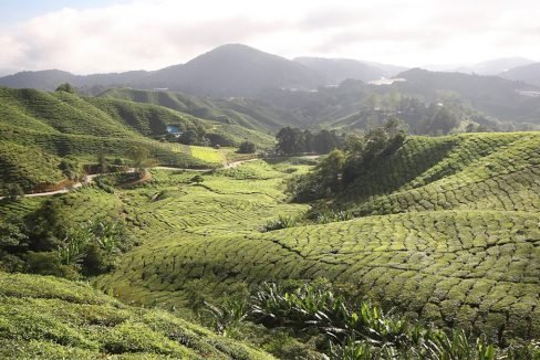 Tanah Rata tea farm bt Massimiliano Gubert