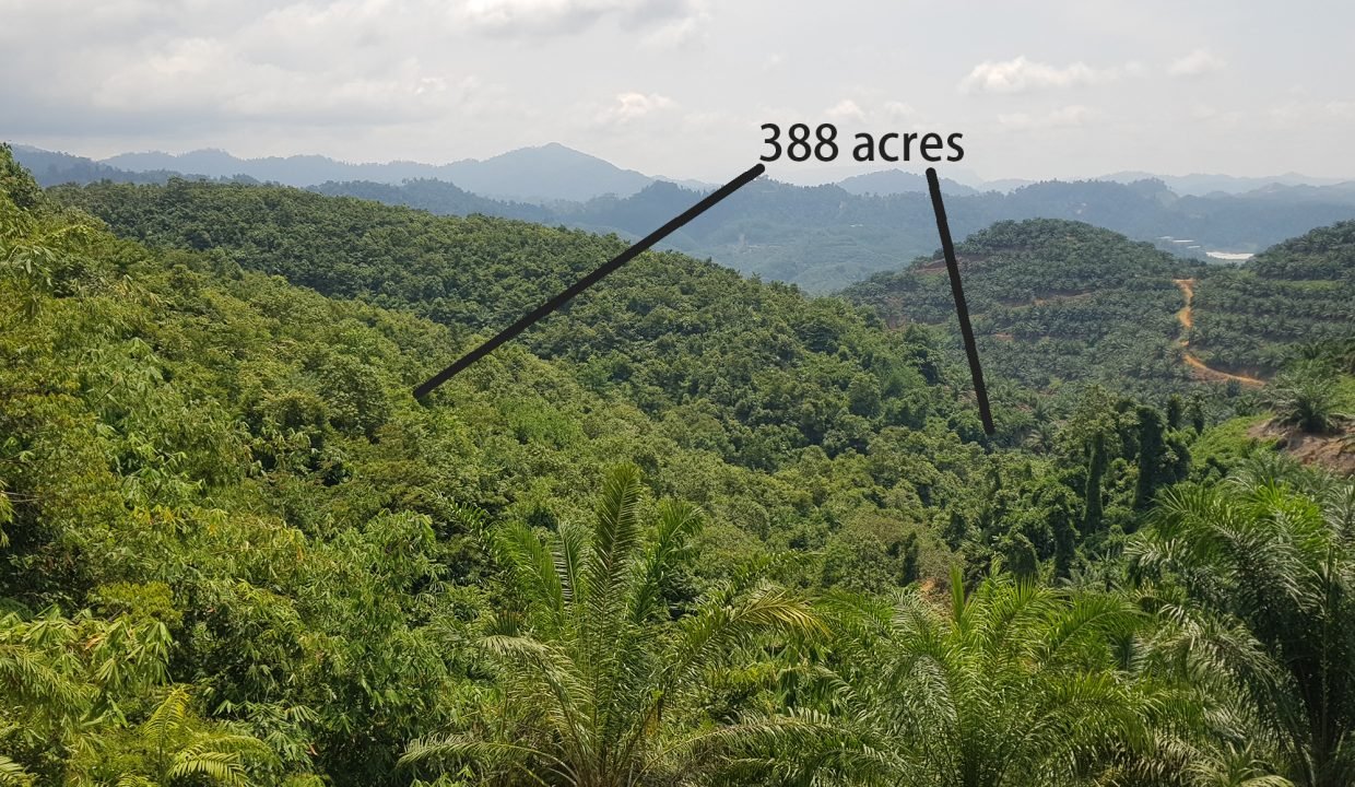Gua Musang 388 acres