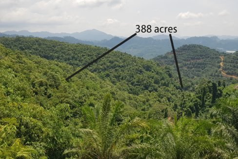 Gua Musang 388 acres