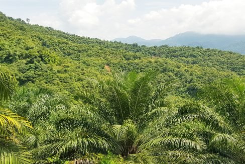 Gua Musang 388 acres for web (2)