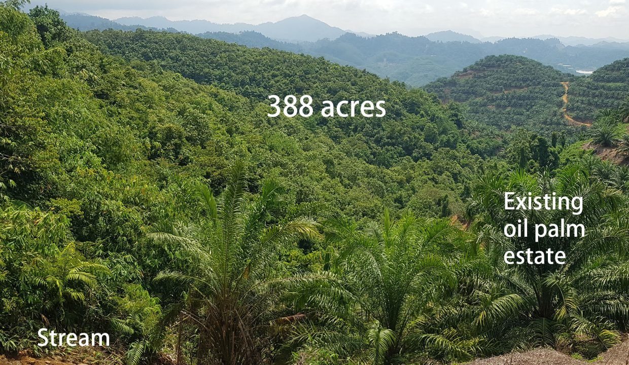Gua Musang 388 acres-stream2