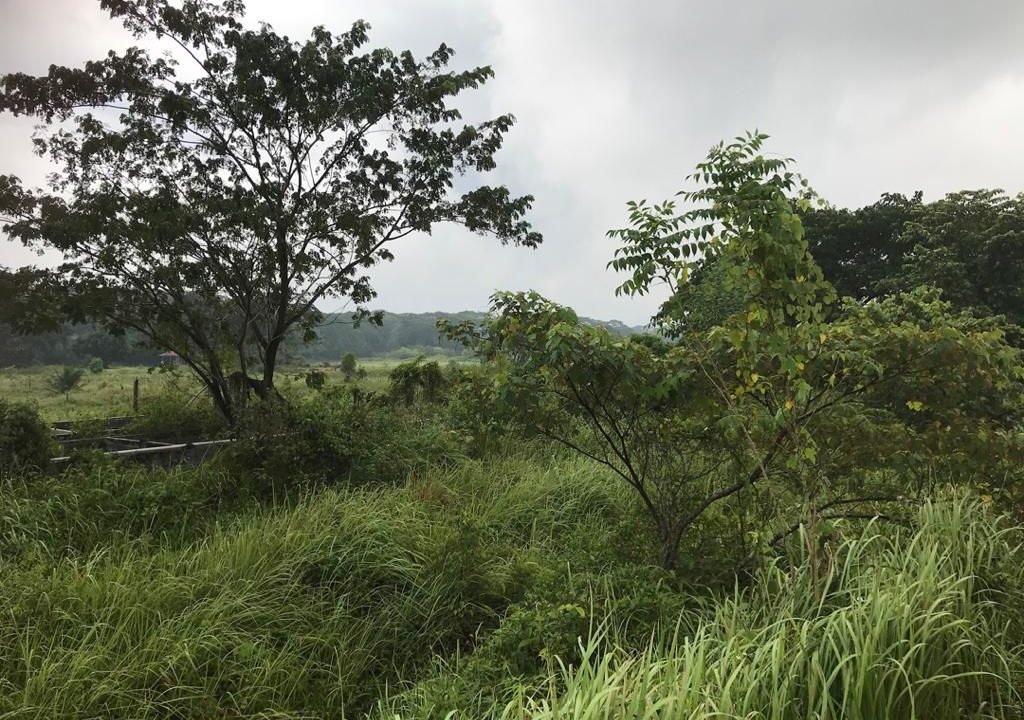 Batu Gajah 2 acres Freehold fish farm (5)