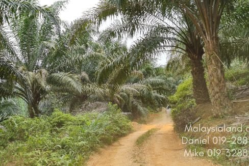 4-10 years trees - good internal laterite role - Edited