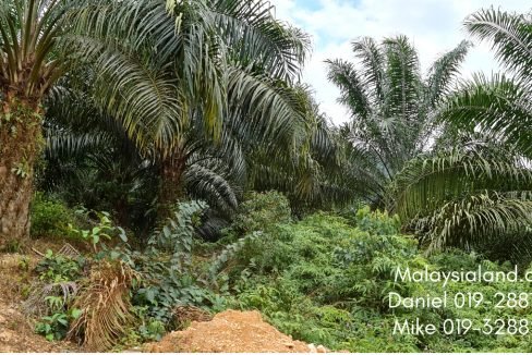 Big matured trees