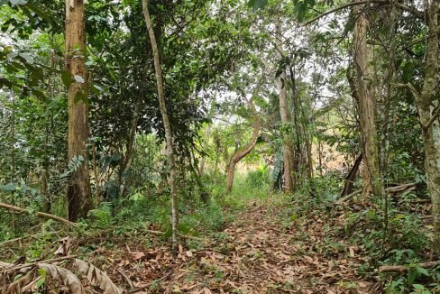 Bukit Tinggi Selesa Hillhome 2.5 acres cooling climate (1)