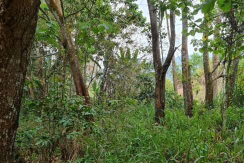 Bukit Tinggi Selesa Hillhome 2.5 acres cooling climate -land still have many big trees