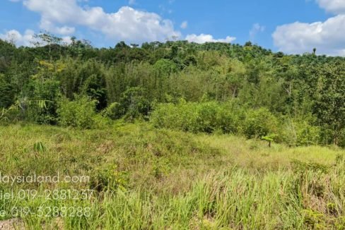 Oil palm trees are at boundary of subject property - Edited