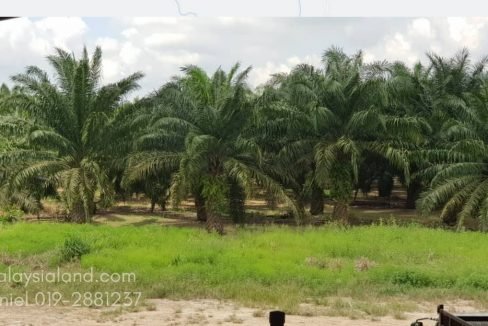 Plantation - Edited (1)