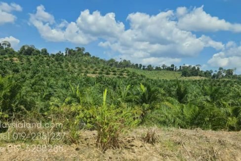 Surrounding also planted with Musang King Durian - Edited