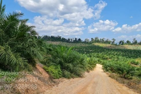 Surrounding also planted with Musang King durian. Part of the subject property is just above and beyond these oil palm and durian farm - Edited