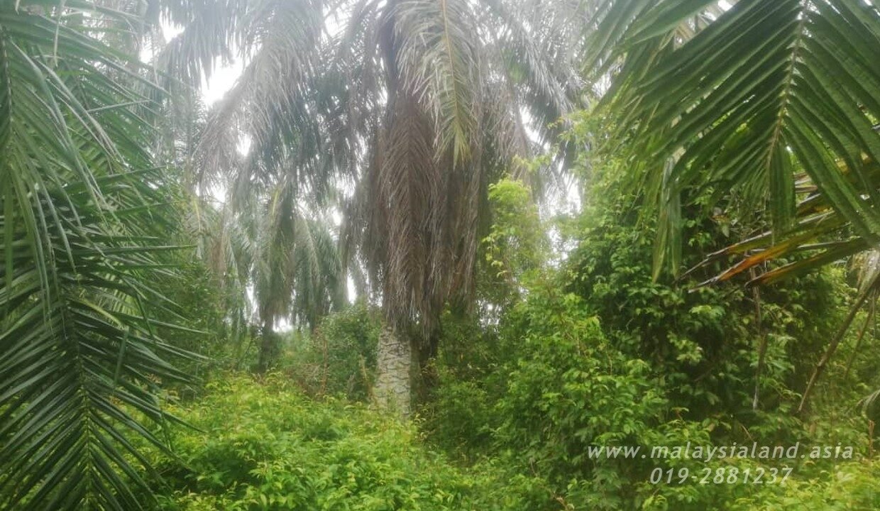 Website - Alor Pongsu 2.2 1