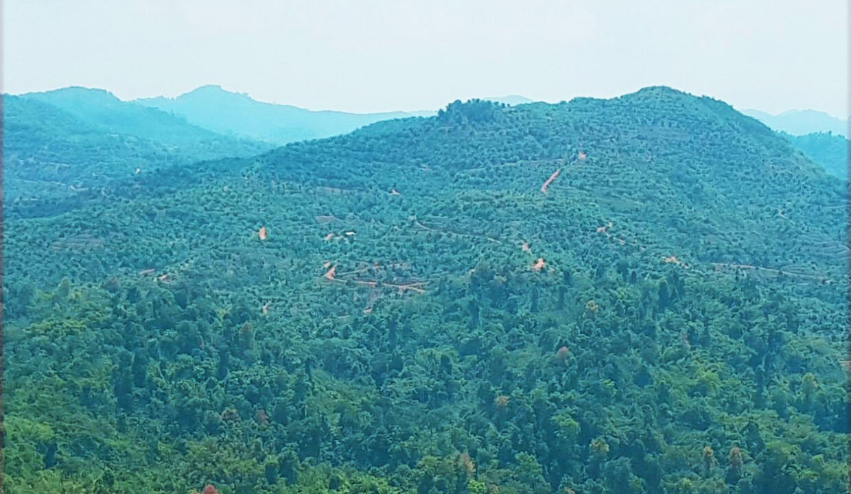 Gua Musang Logging land surrounded by durian farm