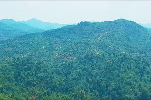 Gua Musang Logging land surrounded by durian farm