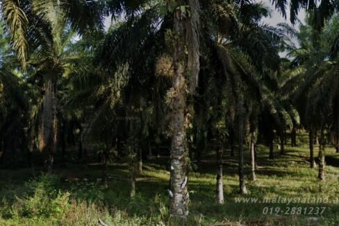 Website - Tapah 100 a - 2