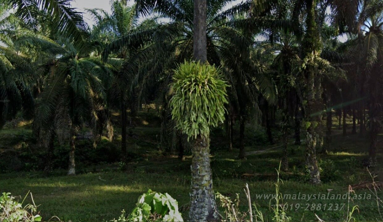 Website - Tapah 100 acres