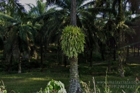 Website - Tapah 100 acres