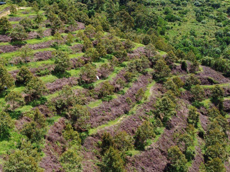 Sang Lee, Raub – 7 acres Freehold Musang King Durian Orchard 生利,劳勿 – 7英亩永久猫山王榴莲园