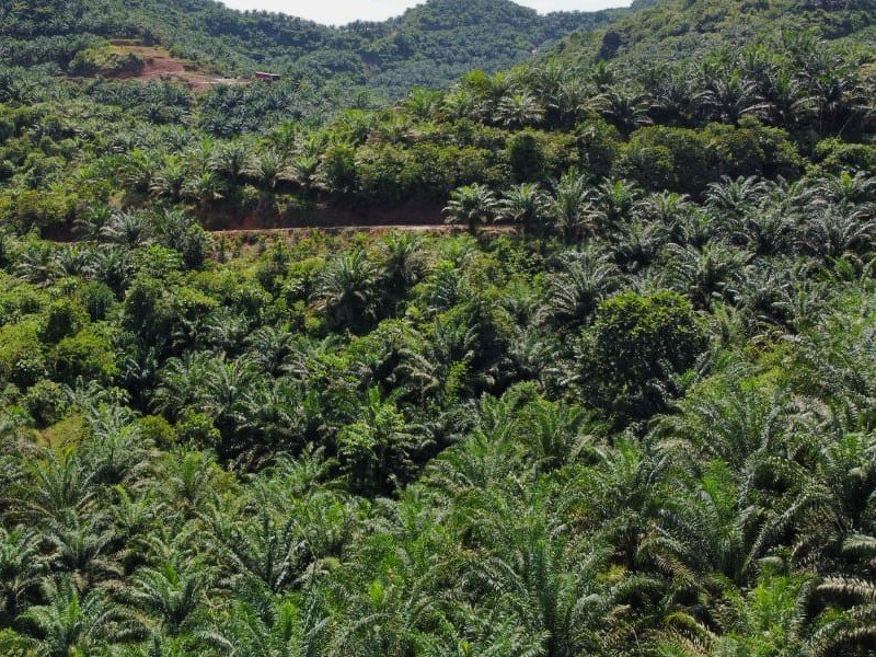 Kuala Krai, Kelantan – 1000 acres Oil Palm Estate (1km from main road)