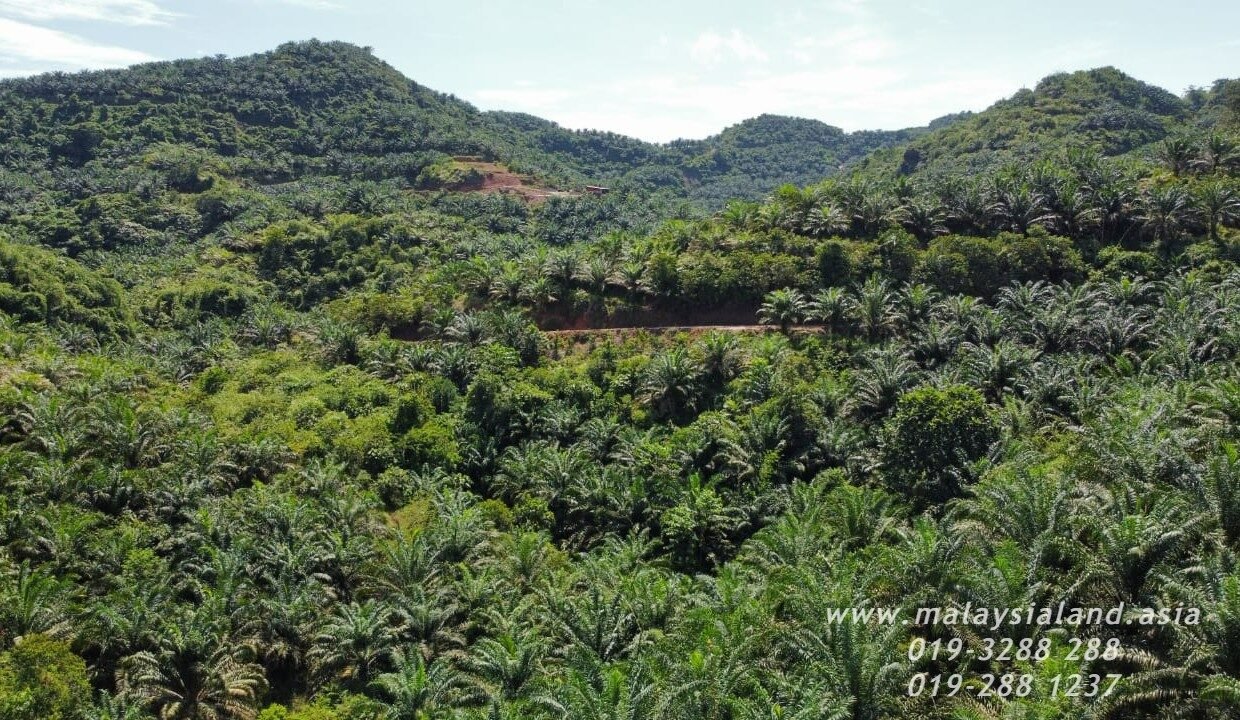 Website - Limau Kasturi 954 2