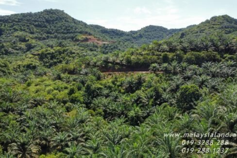 Website - Limau Kasturi 954 2