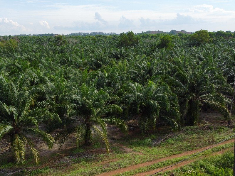 Pantai Timur, Pengerang – 30 acres Freehold Oil Palm Flat Land (Potential for Industrial) 边佳兰 – 30英亩永久工业潜力油棕平地