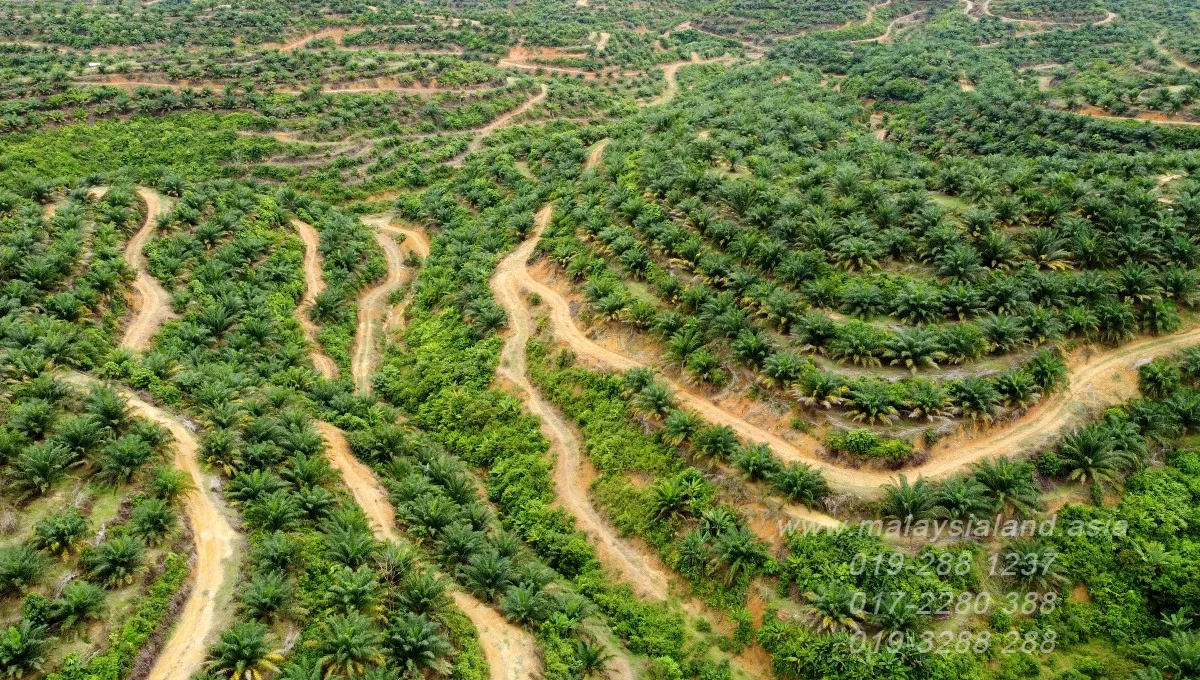 Website - Gua Musang Oil Palm Plantation