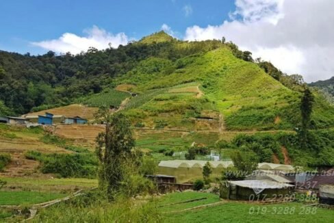 Web post - 10 acres Vegetable Farm in cameron highlands 2