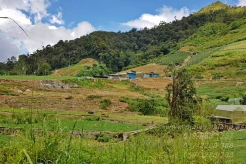 Web post - 10 acres Vegetable Farm in cameron highlands