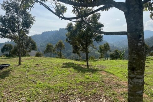 RAUB DURIAN ORCHARD-F